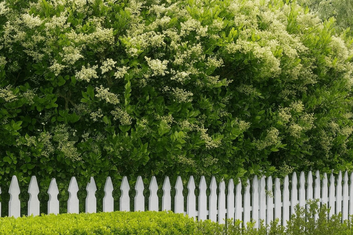 Gärtner verraten: Warum du im März deine Hecke noch nicht schneiden solltest - image 1