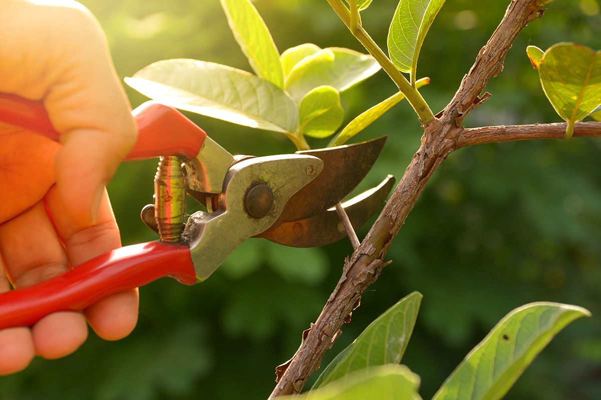 Gärtner verraten: Warum du im März deine Hecke noch nicht schneiden solltest - image 2