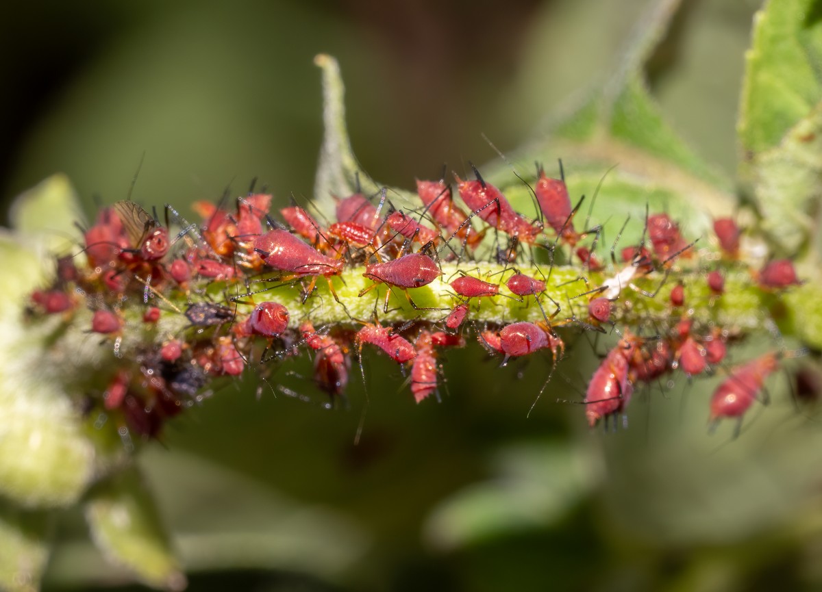 Gärtner warnen: Diese drei Pflanzen ziehen Ungeziefer magisch an