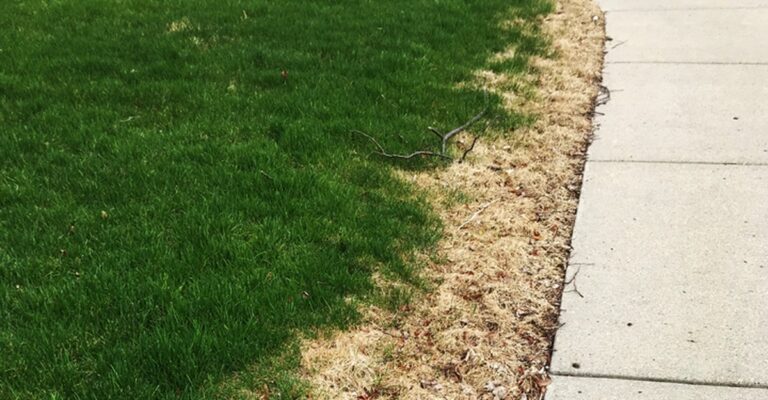 Gärtner warnen: Diese eine Zutat zerstört Ihren Rasen dauerhaft