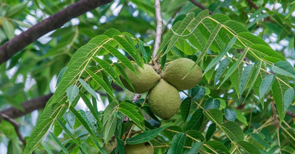 Gärtner warnen: Diese Pflanze gehört niemals neben das Gemüsebeet - image 1
