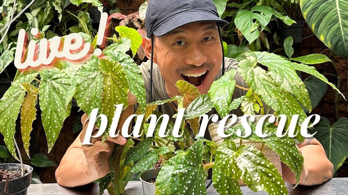 Gärtner warnen: Diese 3 Dinge töten deine Pflanzen sofort ab - image 2