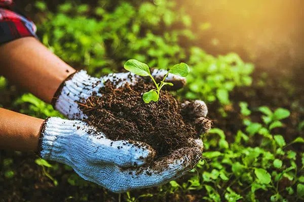 Kaffeesatz als Dünger: So wachsen deine Pflanzen 40% schneller - image 2