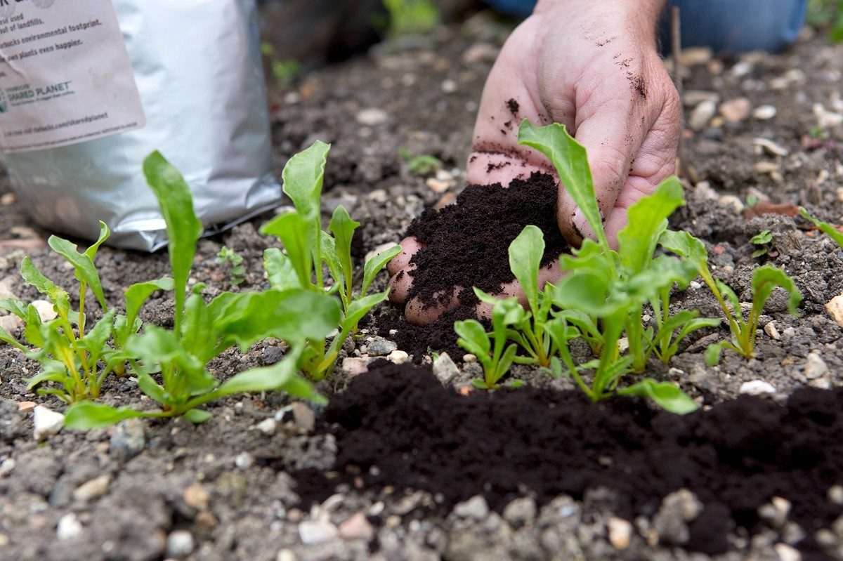 Kaffeesatz im Garten: Warum Profis ihn nie wegwerfen