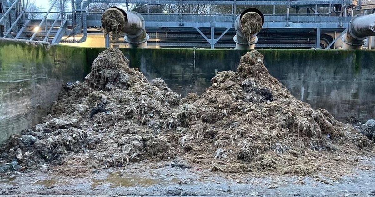 Klempner warnen: Diese drei Dinge gehören niemals in die Toilette - image 2