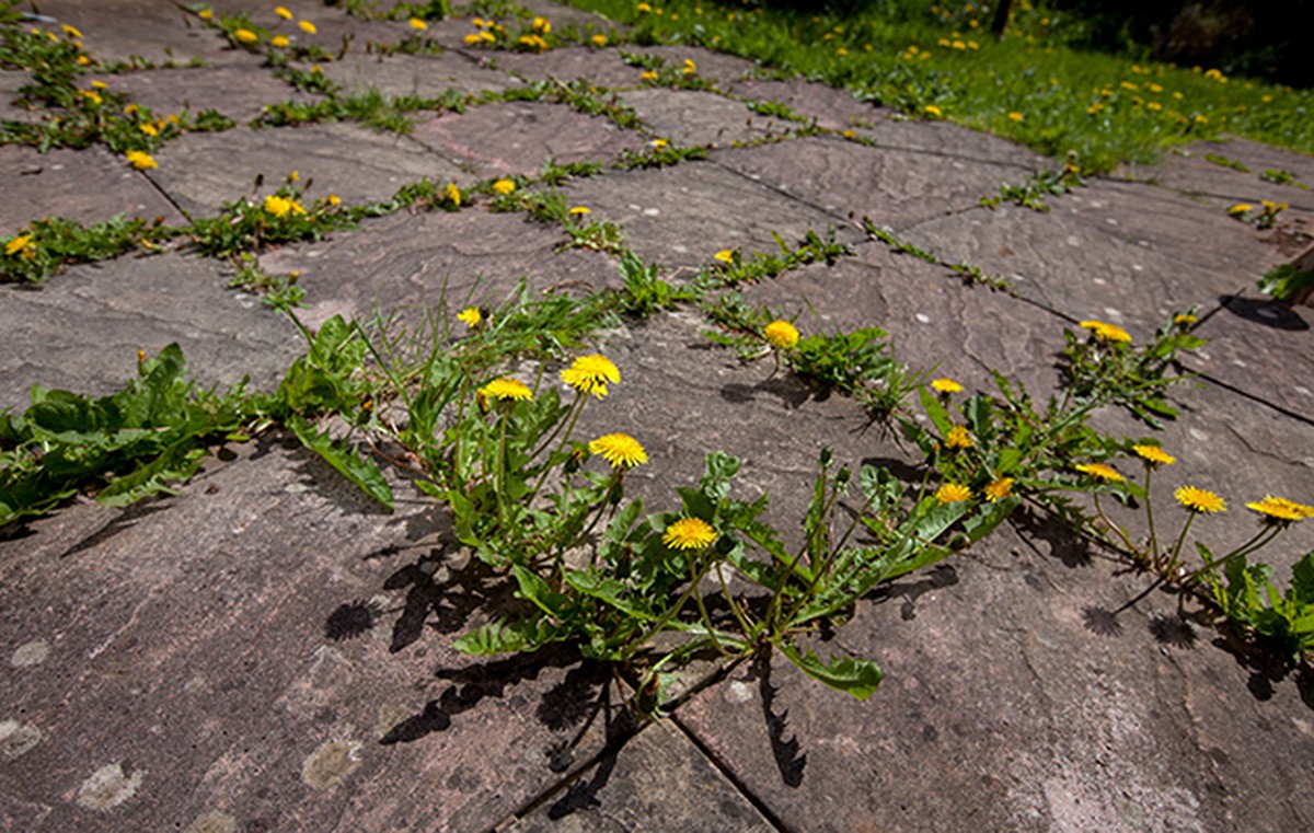 Kochsalz auf den Balkon – wie Sie Unkraut für immer eliminieren - image 1