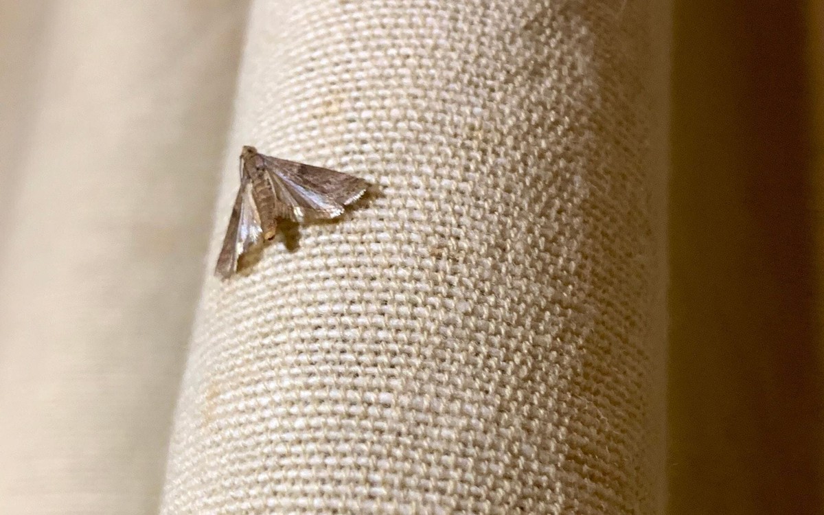 Lorbeerblätter in der Speisekammer – der jahrhundertealte Schutz vor Ungeziefer - image 1