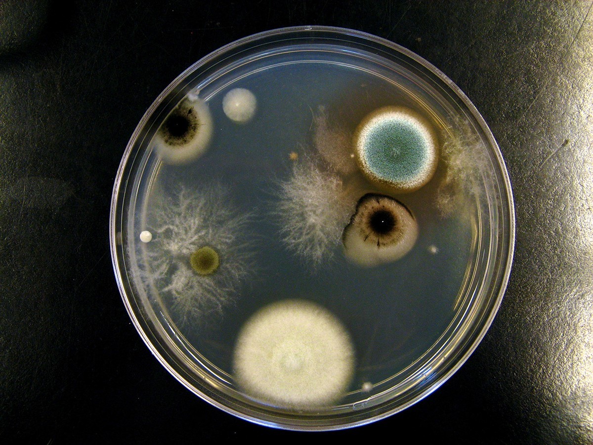 Salz auf der Fensterbank: Wie man Schimmel in 48 Stunden stoppt - image 1