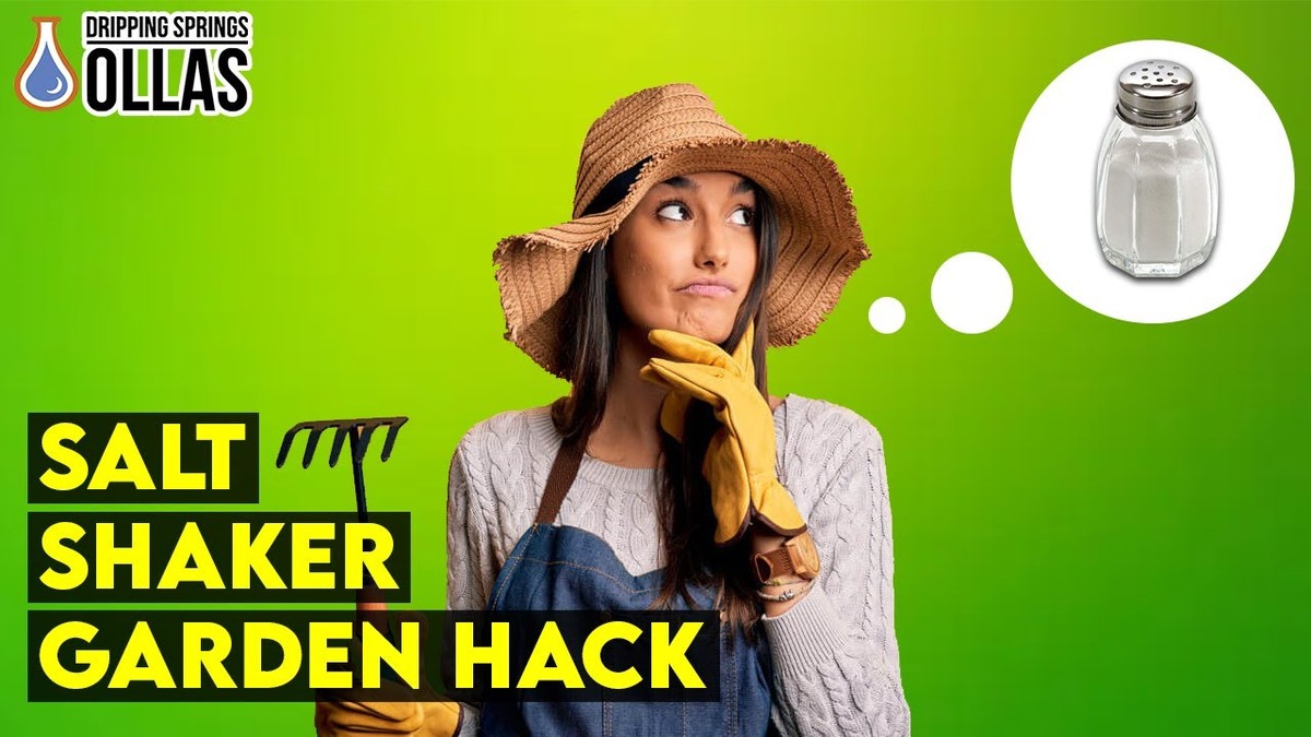 Salzstreuer in den Blumentöpfen? Das alte Gärtnertrick gegen Staunässe - image 2