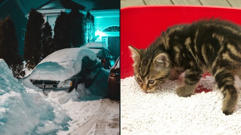 Salzstreuer mit Katzenstreu gefüllt: Der Winter-Hack für Balkonies und Treppen