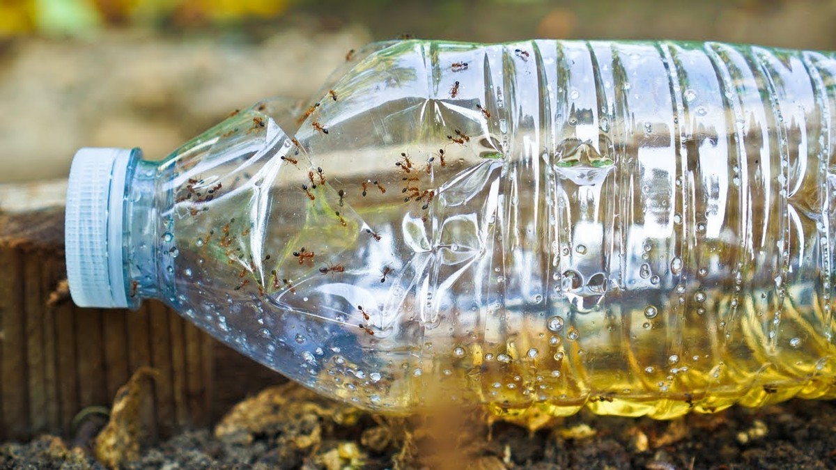 Salzstreuer mit Zucker im Garten: Das unbekannte Insektenschutzmittel - image 1