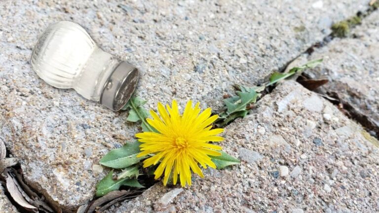 Salzwasser auf Unkraut zwischen Steinen – warum Chemie überflüssig ist