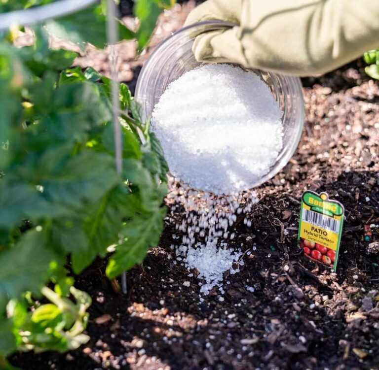 Warum Gärtner immer Bittersalz im Boden verwenden