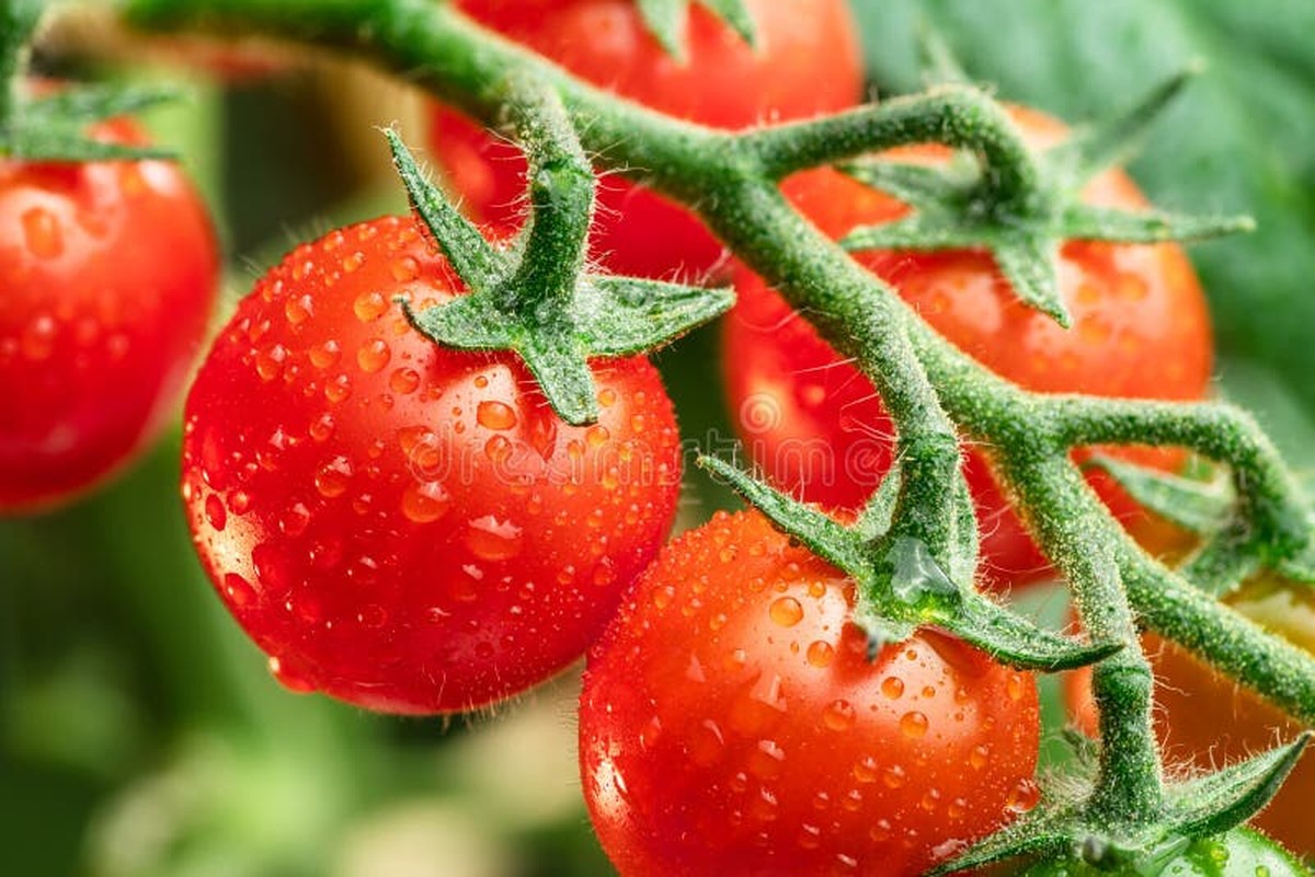 Warum Gärtner immer Bittersalz im Boden verwenden - image 2