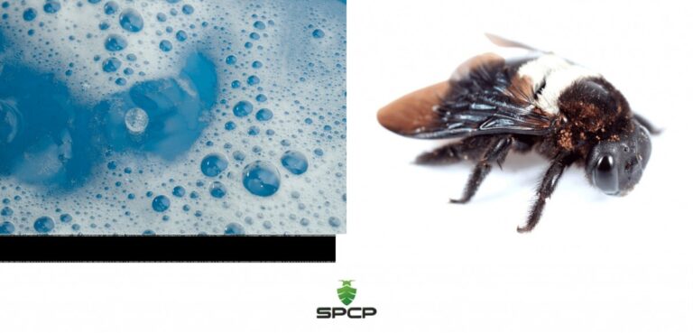 Warum Zimmerleute immer Seifenlauge in der Tasche haben