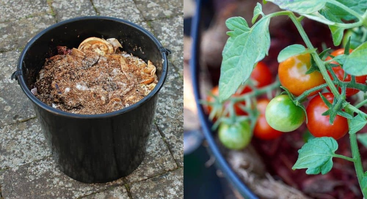 Was Gärtner über Tomatendünger NICHT erzählen wollen