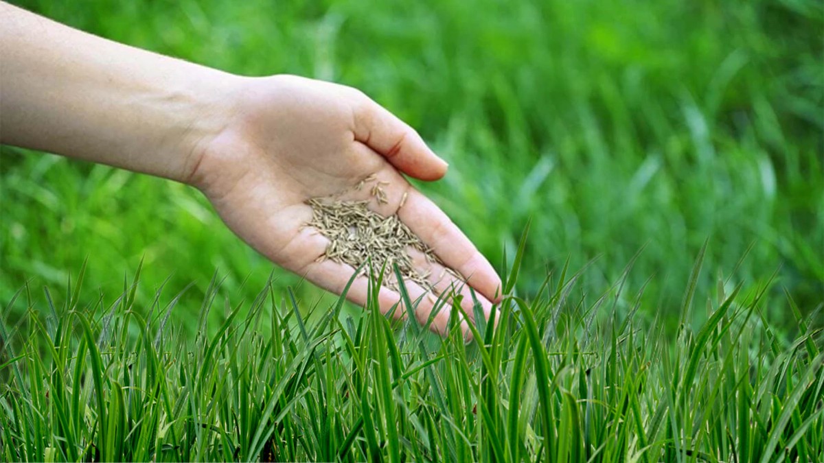 Was Gärtner wirklich über Rasensamen wissen und nicht verraten