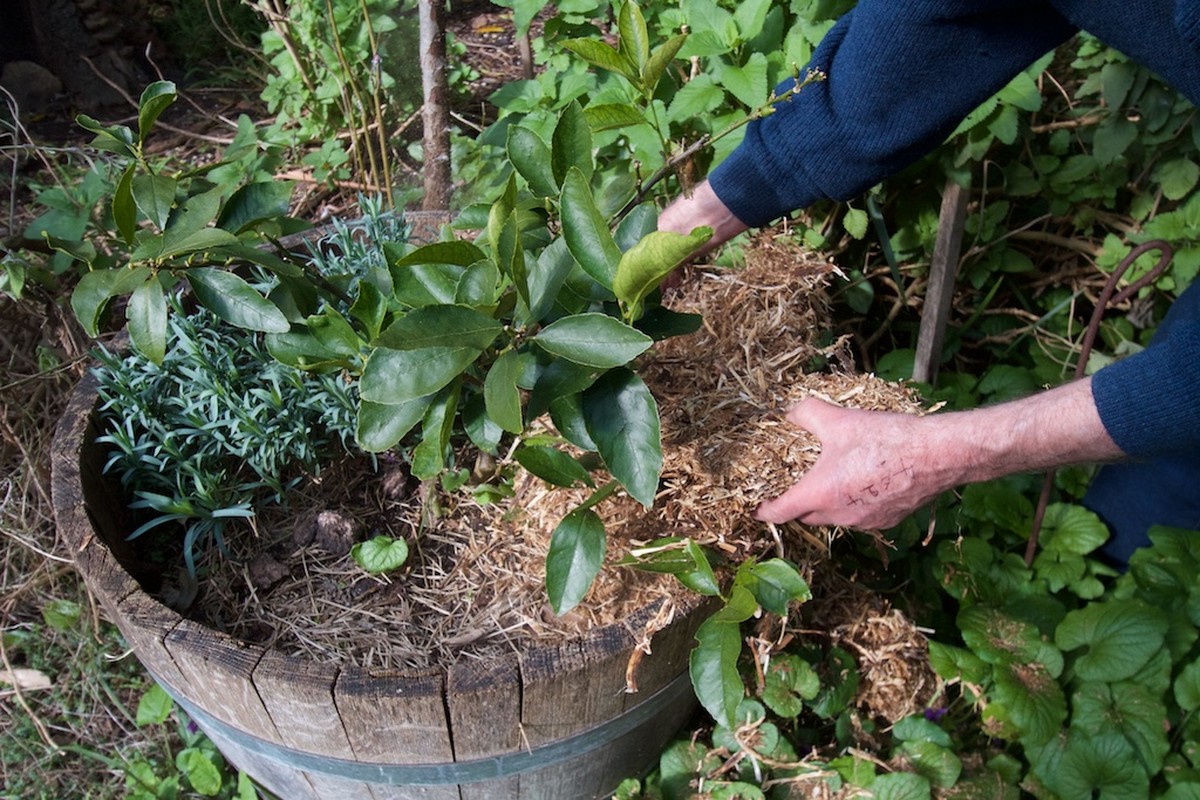 Zeitungspapier in die Blumenkübel: So sparen Sie 40% beim Gießen - image 1