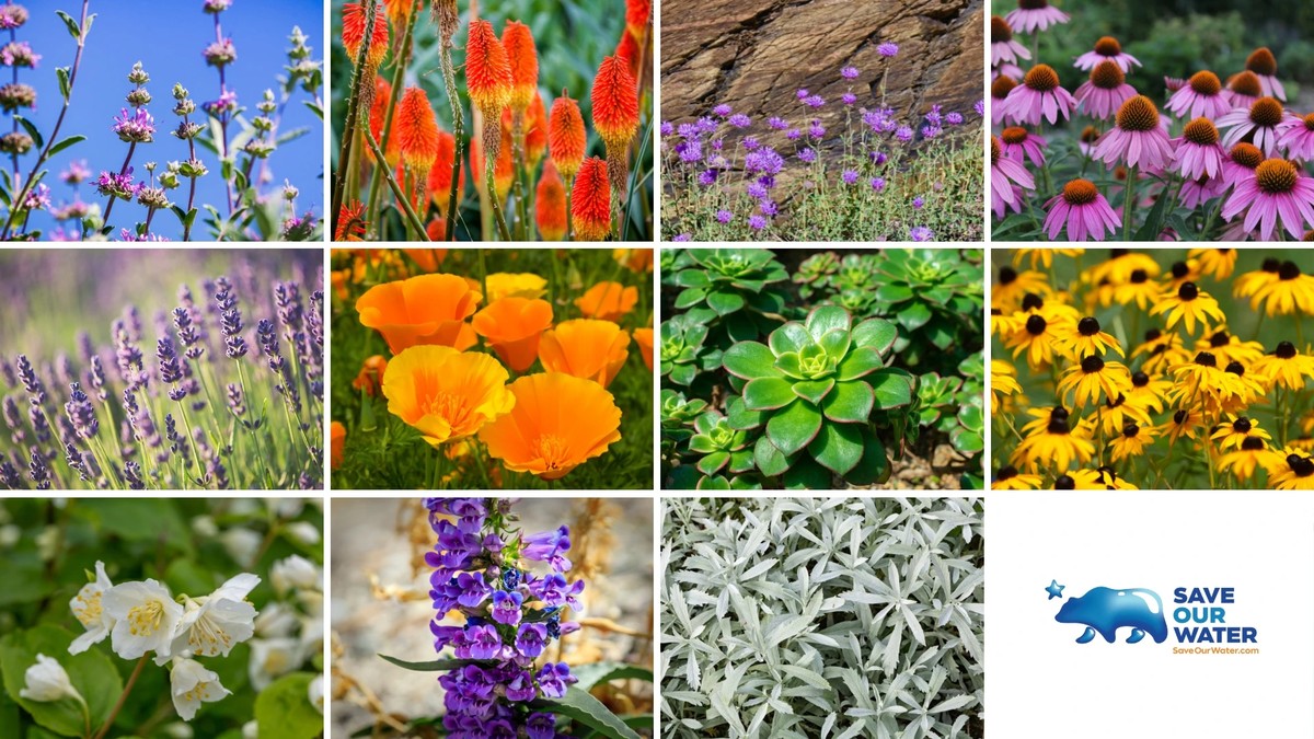 Zeitungspapier in die Blumenkübel: So sparen Sie 40% beim Gießen - image 2