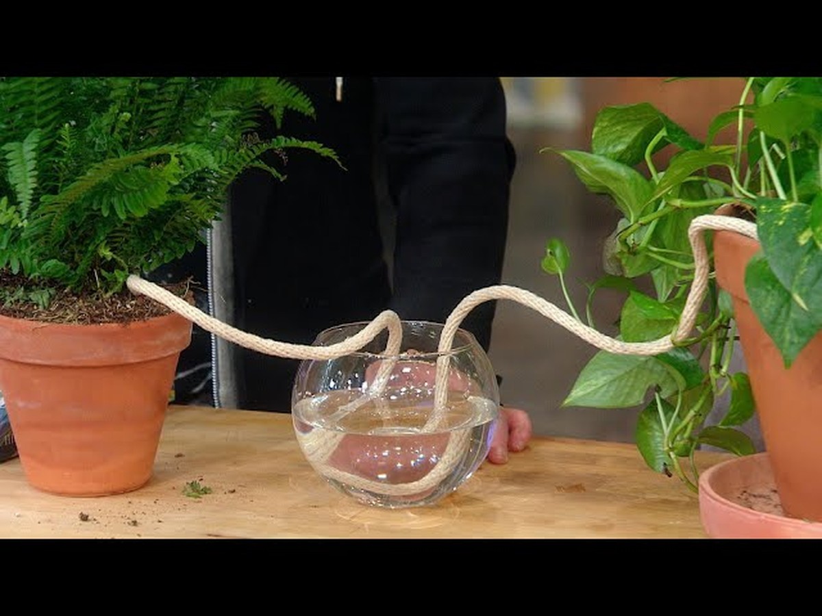Zeitungspapier in Blumentöpfen: Der unterschätzte Feuchtigkeitsretter für Pflanzen - image 2