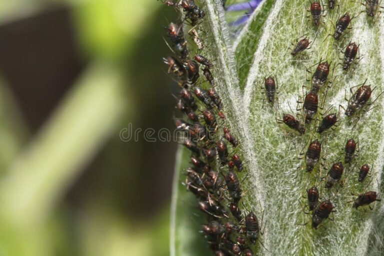 Gärtner gestehen: Das billigste Mittel gegen Blattläuse ist im Badezimmer