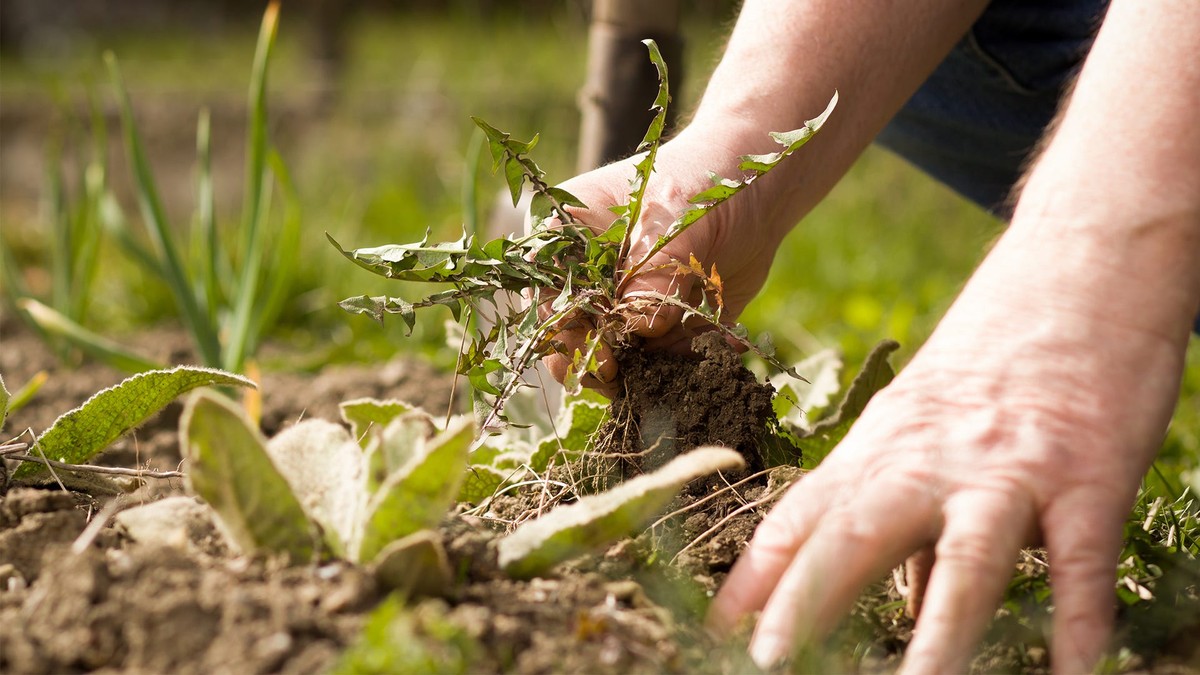 Gärtner gestehen: Diese eine Pflanze ruiniert jeden Gartenboden - image 2