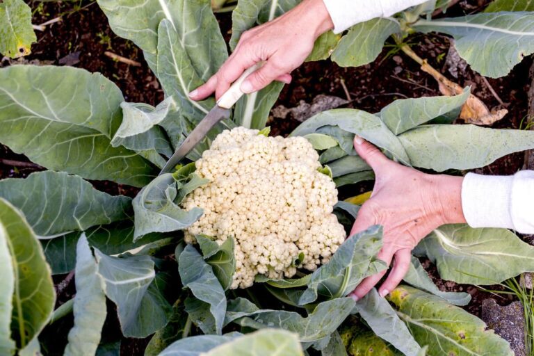 Gärtner verraten: Warum Blumenkohl vor Sonnenaufgang geerntet wird