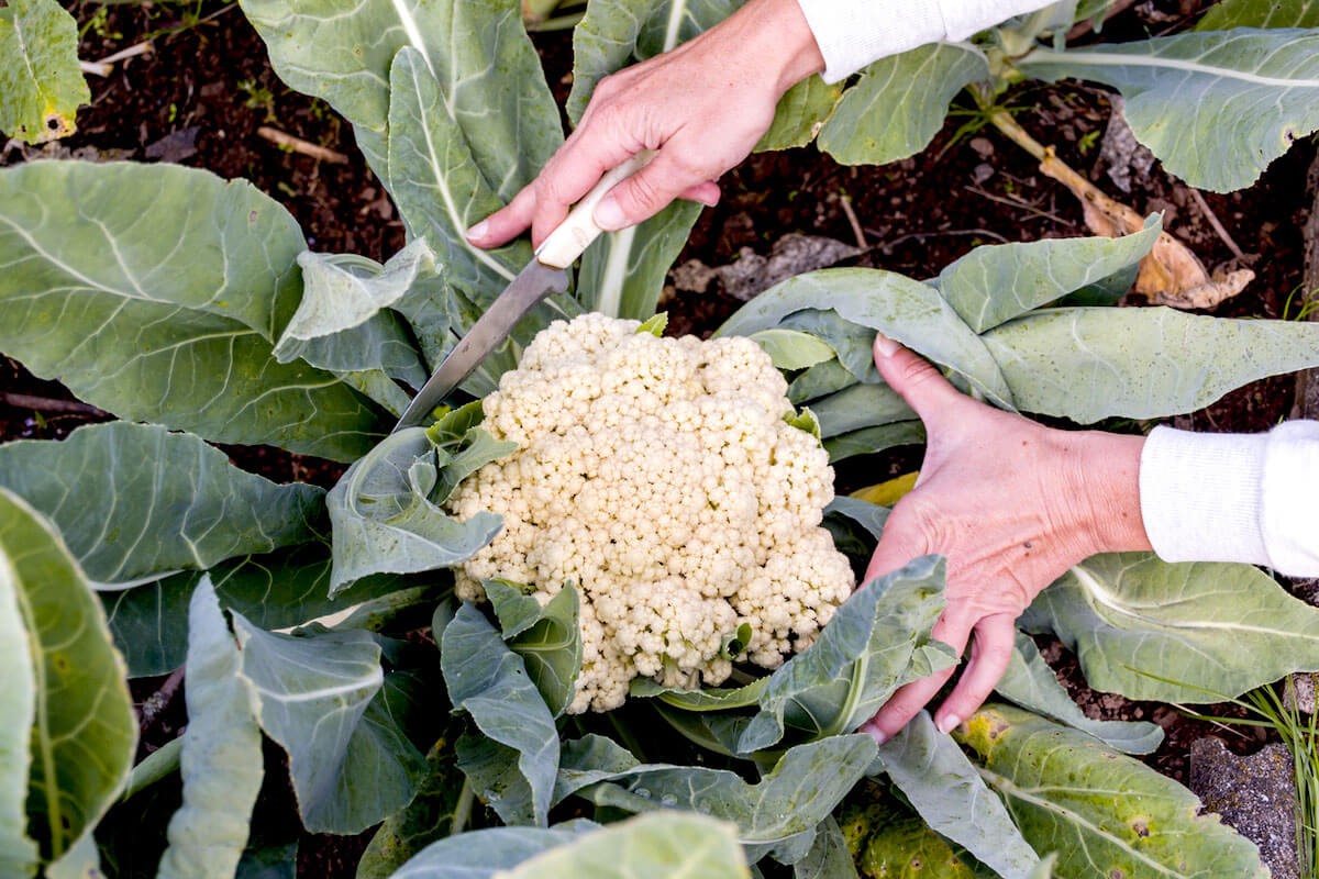 Gärtner verraten: Warum Blumenkohl vor Sonnenaufgang geerntet wird