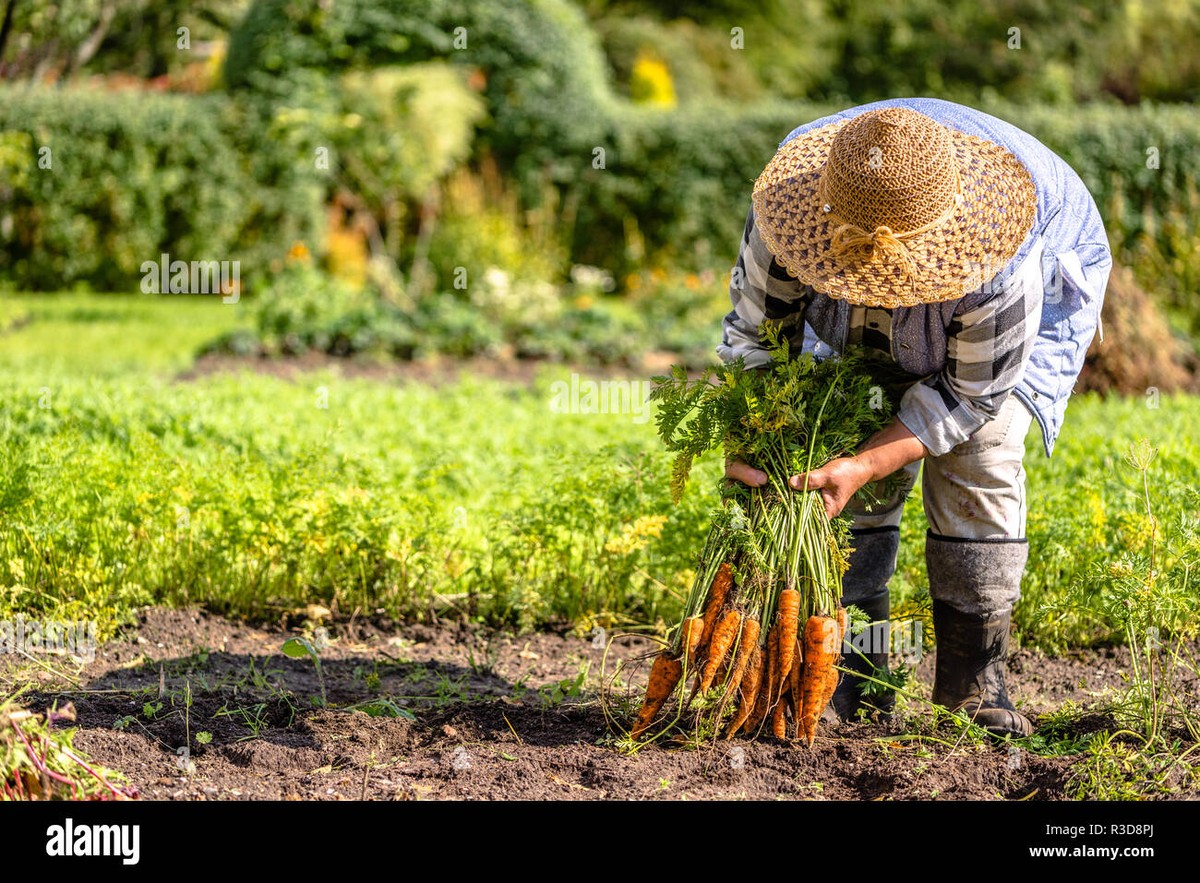 Gärtner verraten: Warum Blumenkohl vor Sonnenaufgang geerntet wird - image 1