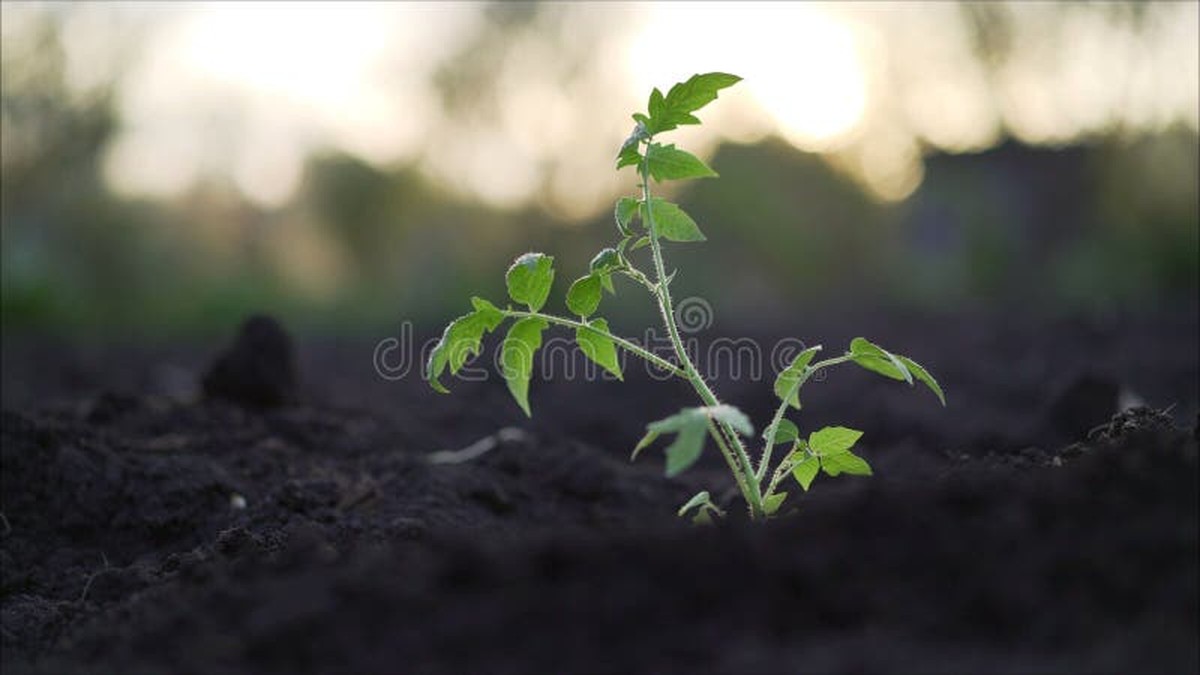 Gärtner verraten: Warum man Tomaten immer nach Sonnenuntergang gießt - image 1