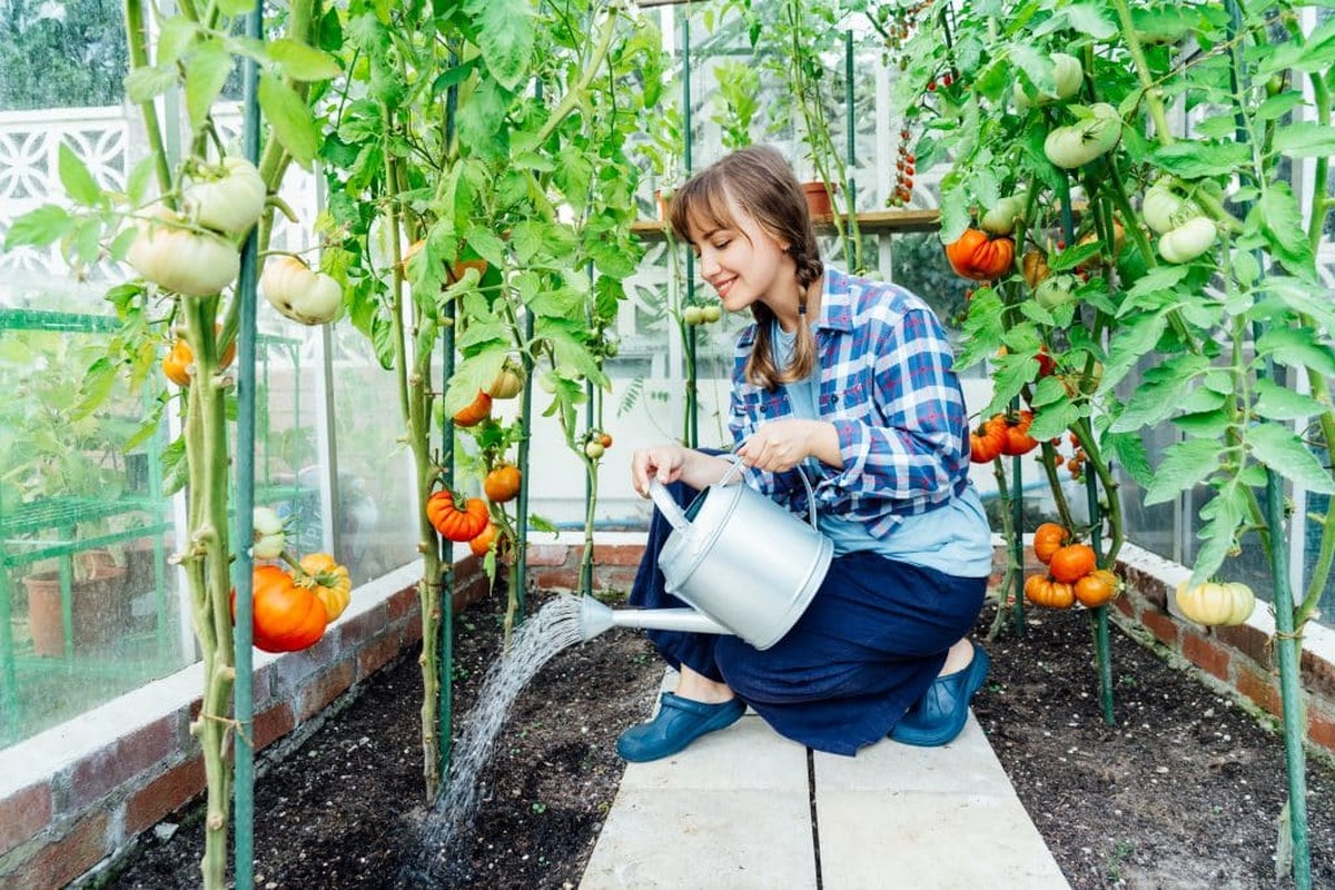 Gärtner verraten: Wann man Tomaten wirklich gießen sollte (nicht, wenn Sie denken) - image 1