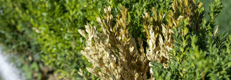 Gärtner warnen: Diese eine Pflanze zieht Ungeziefer magisch an