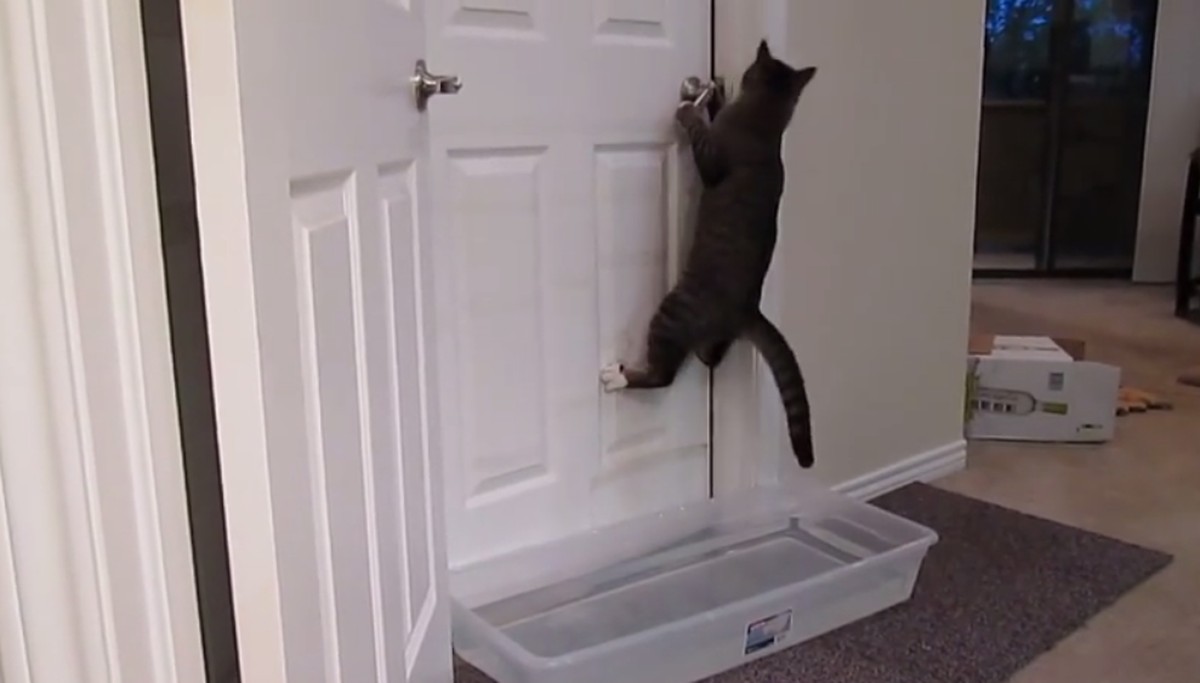 Gummiband um die Türklinke – Ein simpler Trick gegen Haustier-Chaos - image 1