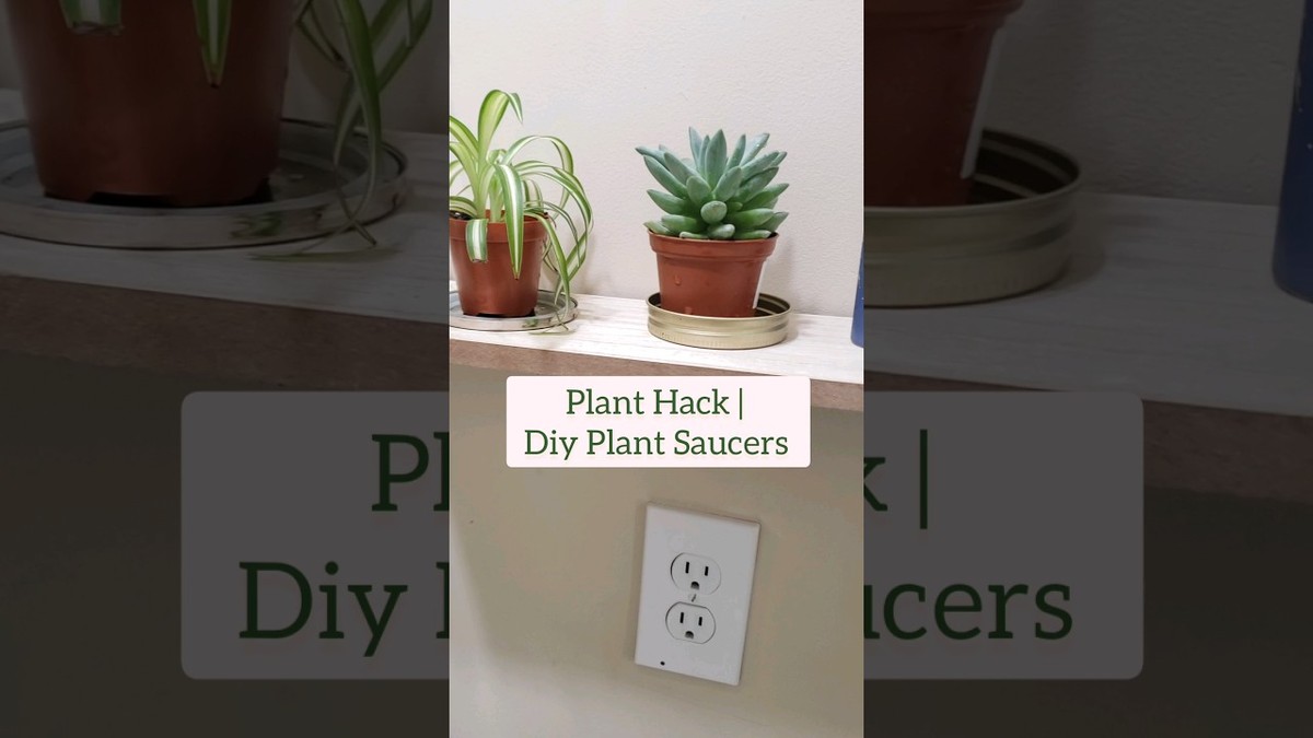 Kaffeefilter als Blumentopfunterlage: Ein Cent spart hundert Euro Wasserschäden - image 1