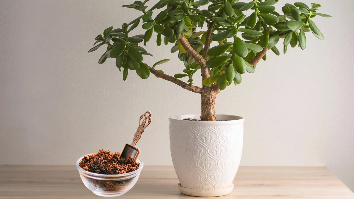 Kaffeesatz in der Topferde: Der Trick für kräftigere Zimmerpflanzen - image 2