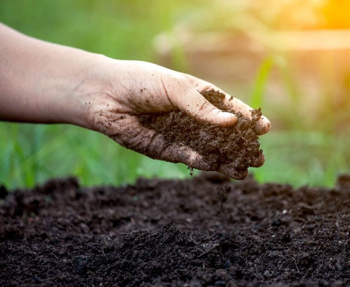 Was Gärtner über Blumenerde nicht sagen – aber du wissen solltest - image 1