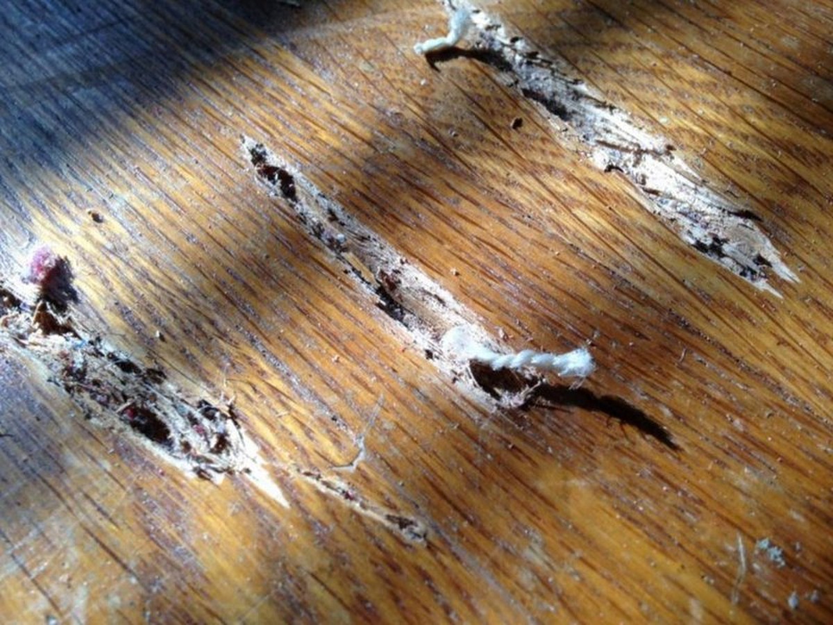 Zahnpasta auf Kratzer im Parkett – Besser als teure Reparaturen - image 1