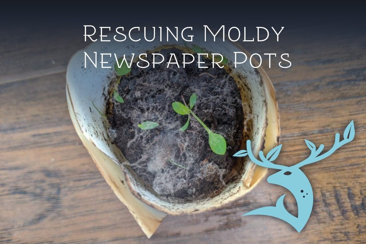 Zeitungspapier unter den Topfpflanzen: Der unbekannte Feuchtigkeits-Hack